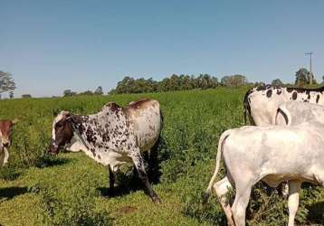 Fazenda de 150 alqueires em garça/sp, centro: topografia boa, boa de água, 70 alqueires em pasto. apenas r$90 mil o alqueire!