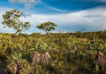 Fazenda bruta para na região de são gonçalo do gurgueia-pi com 830 hectares, ideal para garantia bancaria, pode abrir ate 500 hectares aproximadamente