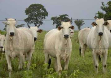 Fazenda centro nova olinda do maranhao ma brasil