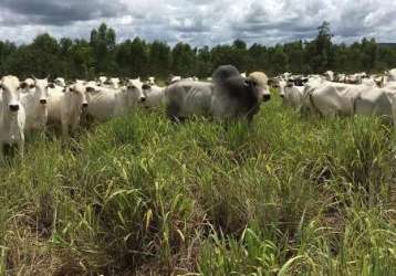 Fazenda paracatuzinho paracatu mg brasil