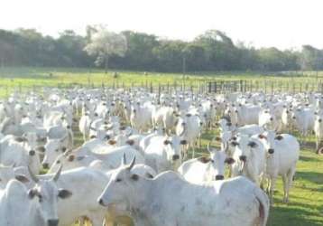 Fazenda universitario corumba ms brasil