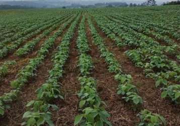 Excelente fazenda 50 alqueires com plantação de soja em itapetininga sp