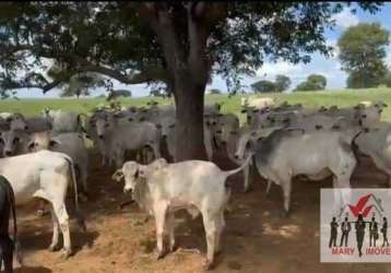 Fazenda à venda no bairro centro - capitão enéas/mg