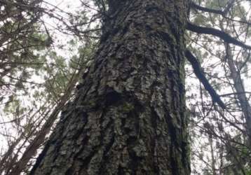 Fazenda de pinus à venda