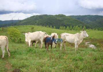 Fazenda campo largo com 175,96 alqueires.