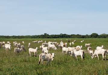 Fazenda 2.000 hectares dupla próxima cuiabá