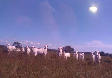 Ótima fazenda pecuária em poxoreu-mt