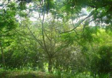 Terreno em condomínio fechado à venda na rua cataldo bove, s/n, colinas do ermitage (sousas), campinas por r$ 530.000