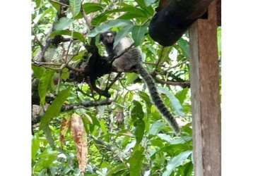 Sã­tio para venda quinta do sumidouro em pedro leopoldo-mg