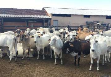 Fazenda para venda em araruama, ponte dos leites