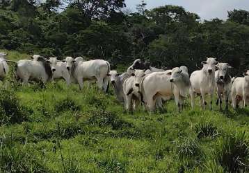 Fazenda à venda na avenida antônio pereira froes, parque das alamedas, guaratinguetá, 150 m2 por r$ 7.550.000