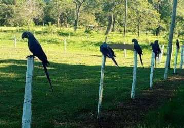 Fazenda em palmeiras rica em água