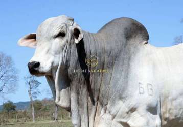 Belíssima fazenda bodoquena a venda no ms