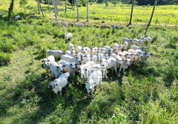 Fazenda com 3 à venda, 580000 m² por r$ 2.200.000 - reginópolis - silva jardim/rj