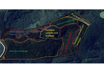 17 alqueires terra pinus e eucalipto em campo largo