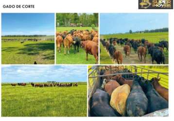 Excepcional estância no uruguay. fazenda de 2.500 hectares