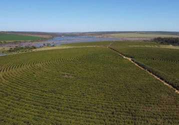 Fazenda de café em unaí/mg