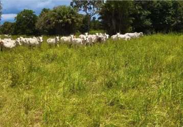 Fazenda extraordinária com 13 lagos e potencial para criatório de peixes em cocalinho-mt