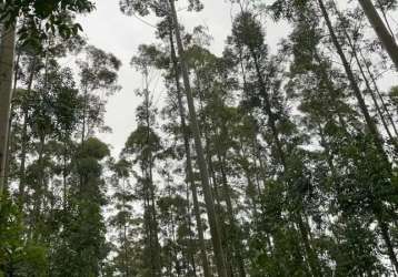 Sítio dos eucaliptos com bela lagoa e muita madeira em glorinha com 12 hectares