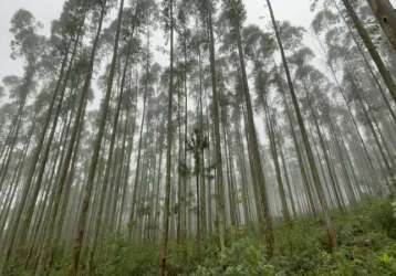 Fazenda com eucaliptos, escritura e vista para lagoa em osório com 75 hectares