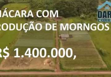 13910 - chacara com produção de morangos com casa, açude, vertente, bananal