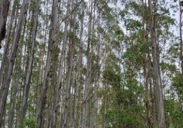 Floresta de eucaliptos em guaratinguetá/sp