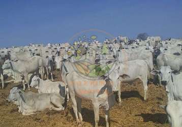 Maravilhosa fazenda no norte de minas para pecuária com mais de 1.000 cabeças de gado! fa00075