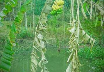 Sítio para venda em tanguá, ipitangas, 1 dormitório, 1 banheiro