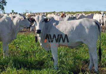 Fazenda à venda, 31500000 m² por r$ 60.000.000,00 - fazenda - paranatinga/mt