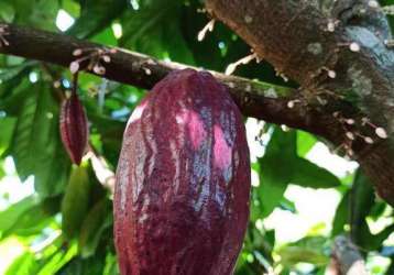 Oportunidade venda de fazenda de cacau no sul da bahia, próxima às deslumbrantes praias.