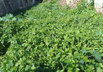 Terreno comercial à venda na rua pero neto, 199, vila da saúde, são paulo por r$ 1.750.000