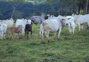 Fazenda à venda no centro, manoel ribas , 500 m2 por r$ 7.990.000