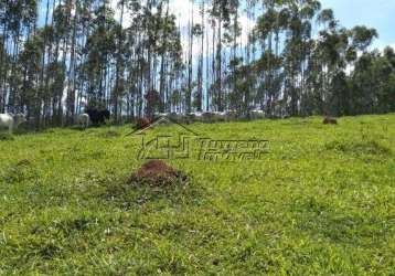 Sítio com plantação de eucaliptos em jacareí - sp