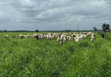 Fazenda para venda em itinga do maranhão, área rural