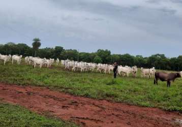 Fazenda de 150 hec. terra preta porteira fechada