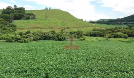 Fazenda à venda em Apucarana no Paraná. Com 116,5 alqueires paulista sendo 65 alqueires em soja, 46,5 alqueires de pasto colonial, 5 alqueires de rese