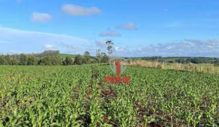 Fazenda à venda em Sertaneja no Paraná. Com 70 Alqueires plantando inteira, melhor lugar para soja, terra roxa.  ** Estuda parcelamento**.