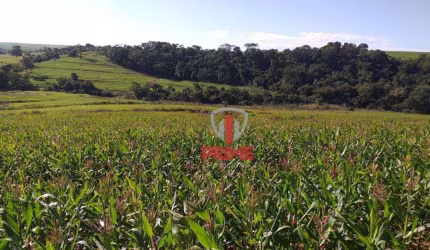 Fazenda à venda 84 Alqueires por R$ 12.600.000 - Rural - Jaguapitã/Paraná
