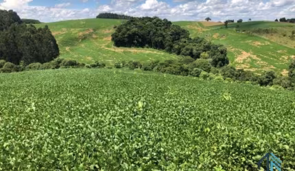 Área a venda terreno Rural para plantio e chácara na Lapa Paraná
