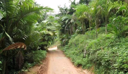 Terreno para Venda em Joinville, Pirabeiraba