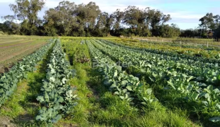 Fazenda à venda na Avenida do Lami, S/N, Belém Novo, Porto Alegre, 47228 m2 por R$ 3.600.000