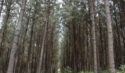 Fazenda à venda, 6000000.00 m2 por R$80000000.00  - Area Rural De Lages - Lages/SC