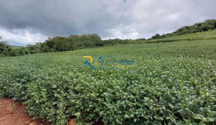 Sitio a Venda  área total de 8,8 Alqueires  plantando 6  Região de Tamarana