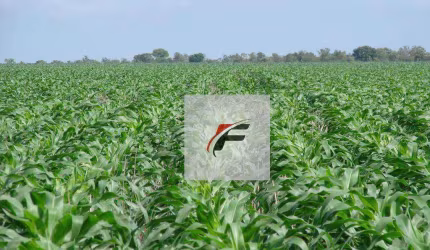 Área à venda, 363000 m² por R$ 3.900.000,00 - Água Amarela - Antônio Olinto/PR