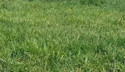 FAZENDA A VENDA NA REGIÃO DE ARAÇATUBA-SP, COM ÁREA TOTAL DE 131 ALQUEIRES, MONTADA NA PECUÁRIA, 110 ALQUEIRES APROVEITAMENTO EM CANA E RICA EM ÁGUA