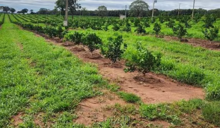 FAZENDA DE LARANJA A VENDA NA REGIÃO DE SÃO JOSÉ DO RIO PRETO/SP, COM 50,4 ALQUEIRES, SENDO 46 ALQUEIRES EM LARANJA, COM BENFEITORIAS