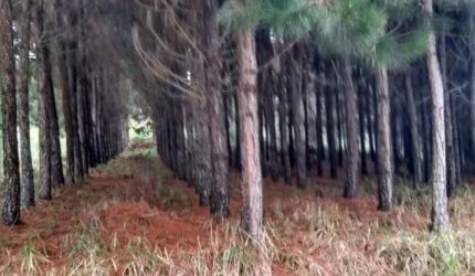 Oportunidade Única: Fazenda de Pinus e Indústria de Resina à Venda em Itapeva/SP - 1.000 Alqueires - R$270 milhões