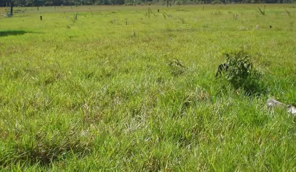 Fazenda dupla aptidão para venda na região de Colorado do Oeste-RO com 3.900 hectares sendo 1.900 hectares abertos, atual na pecuária, benfeitorias