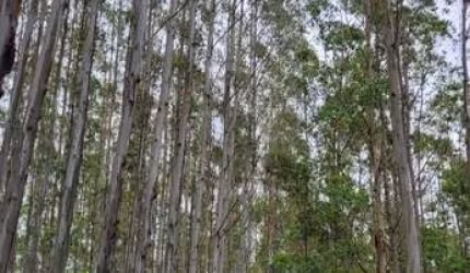 FLORESTA DE EUCALIPTO Área Total 55 Alqueires ou 134 Hectares em Eucalipto   Espécie Urograndis com Casca  Com 12 anos de idade  Volume em Torno de 50