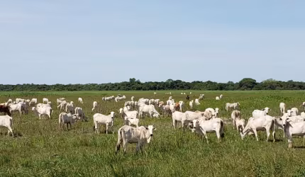 Fazenda 2.000 hectares dupla próxima Cuiabá